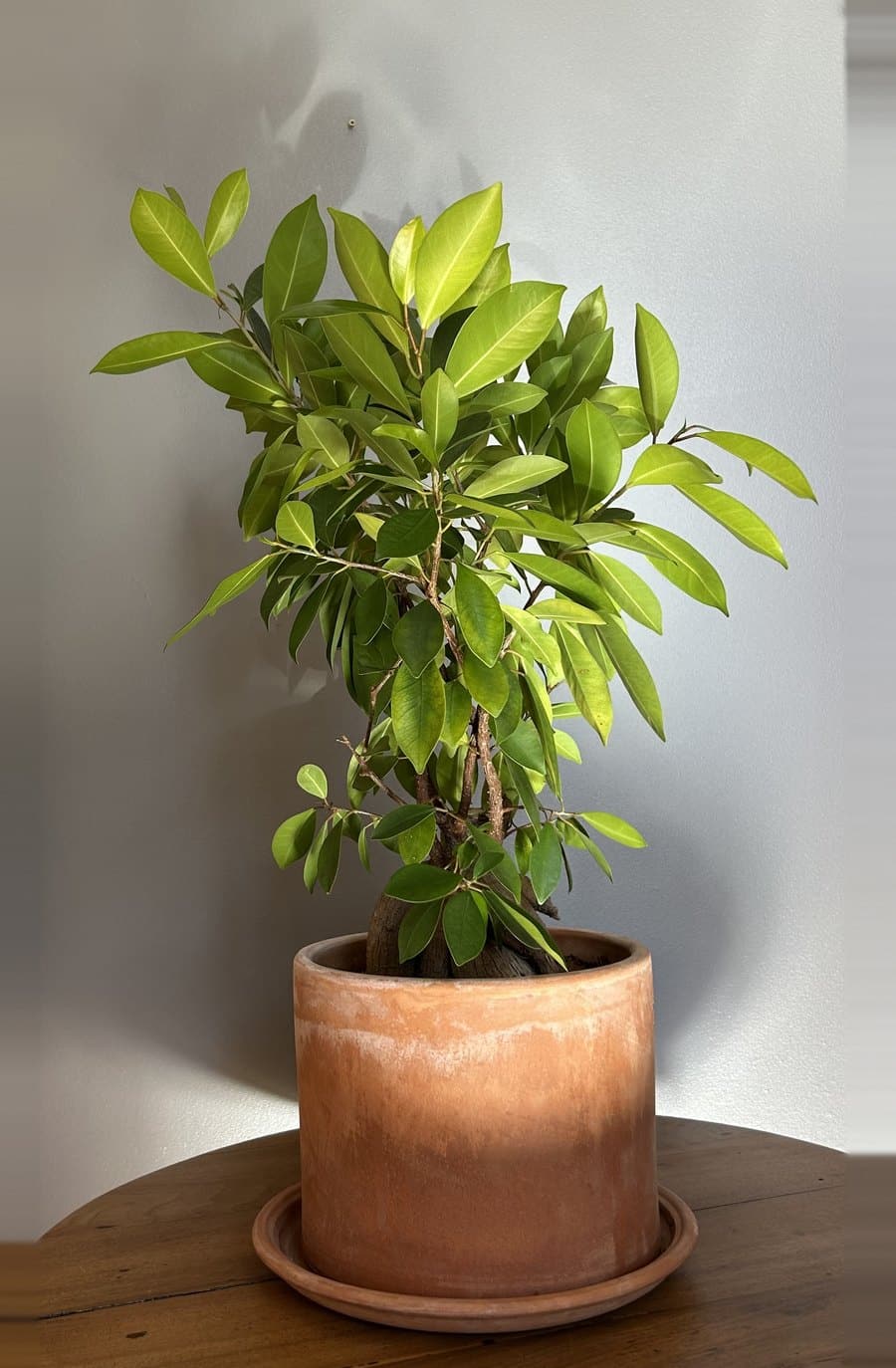 Ficus du cabinet à Durtol